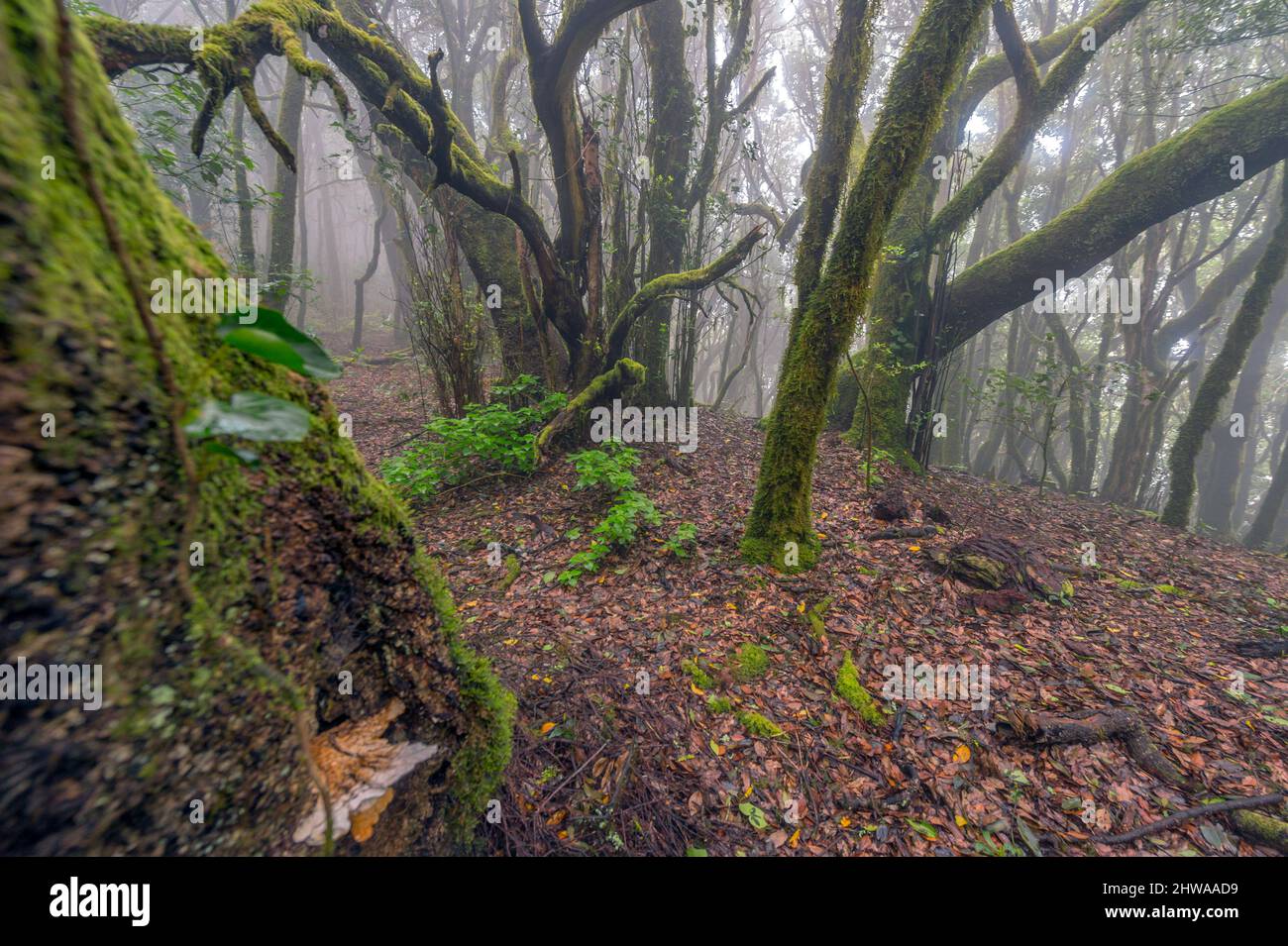 Laurel forest at the Garajonay National Park, Canary Islands, La Gomera, Garajonay National Park Stock Photo