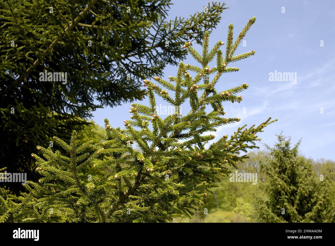 Oriental spruce, Caucasian spruce (Picea orientalis), branches Stock Photo