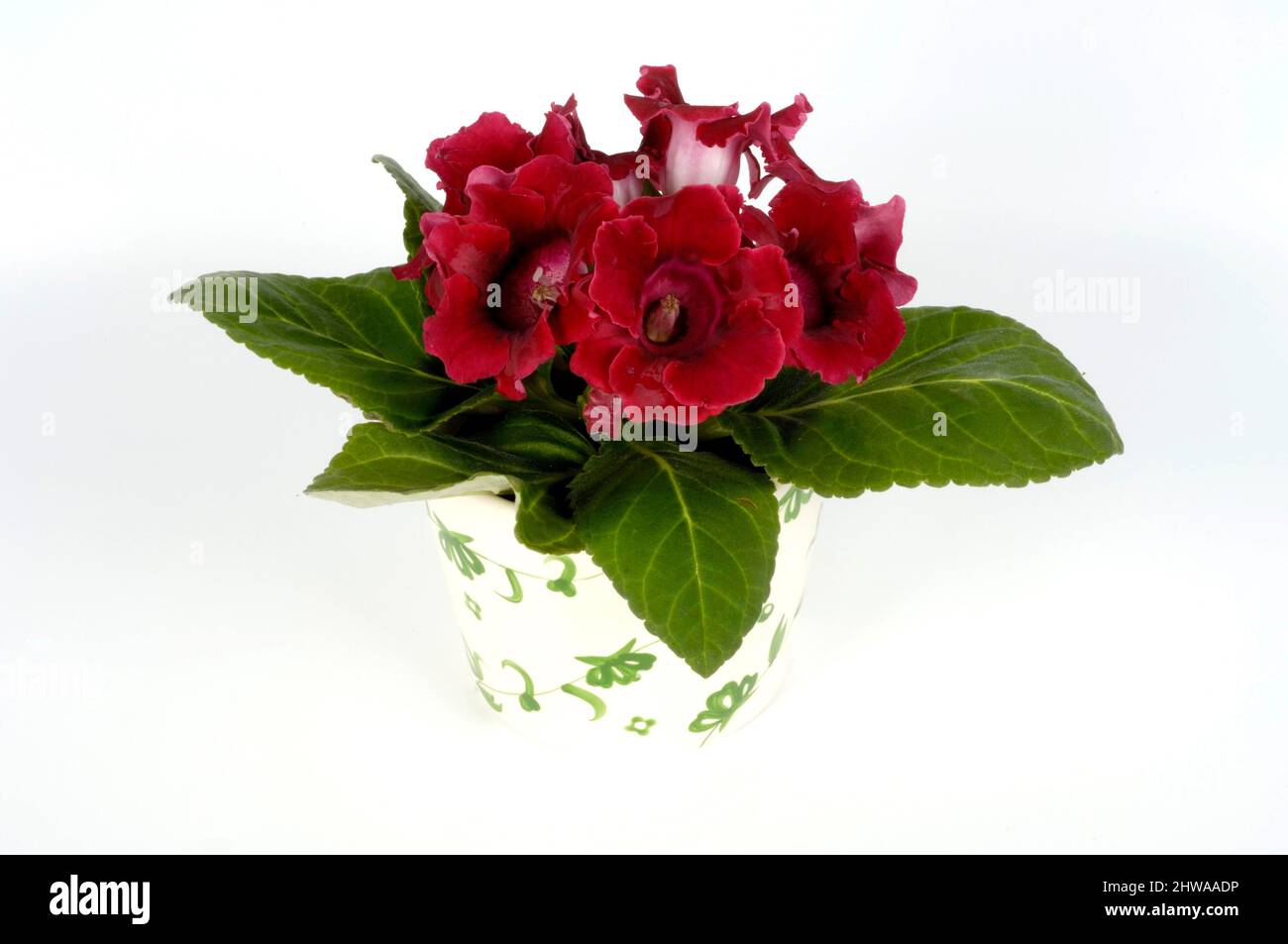 Sinningia (Sinningia speciosa), potted plant, cut out Stock Photo