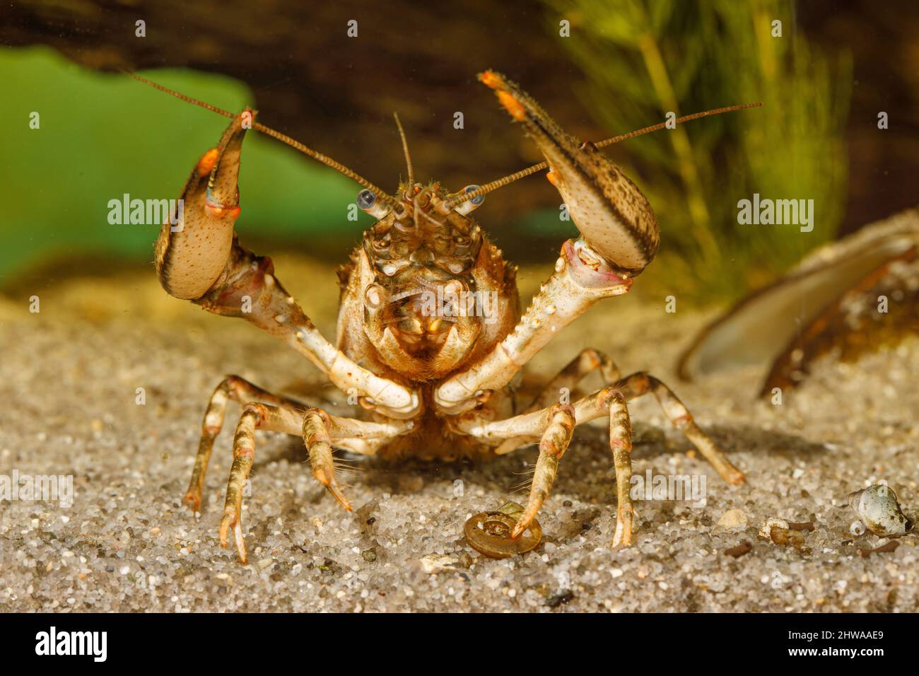 Spinycheek crayfish, American crayfish, American river crayfish, Striped crayfish (Orconectes limosus, Cambarus affinis), threatening, front view, Stock Photo