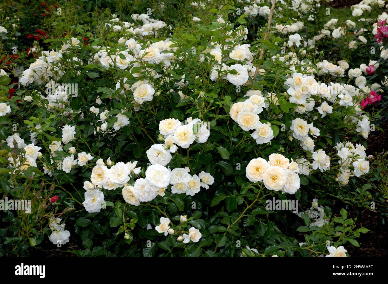 ornamental rose (Rosa 'Schneeflocke', Rosa Schneeflocke), cultivar Schneeflocke, Snowflake Stock Photo