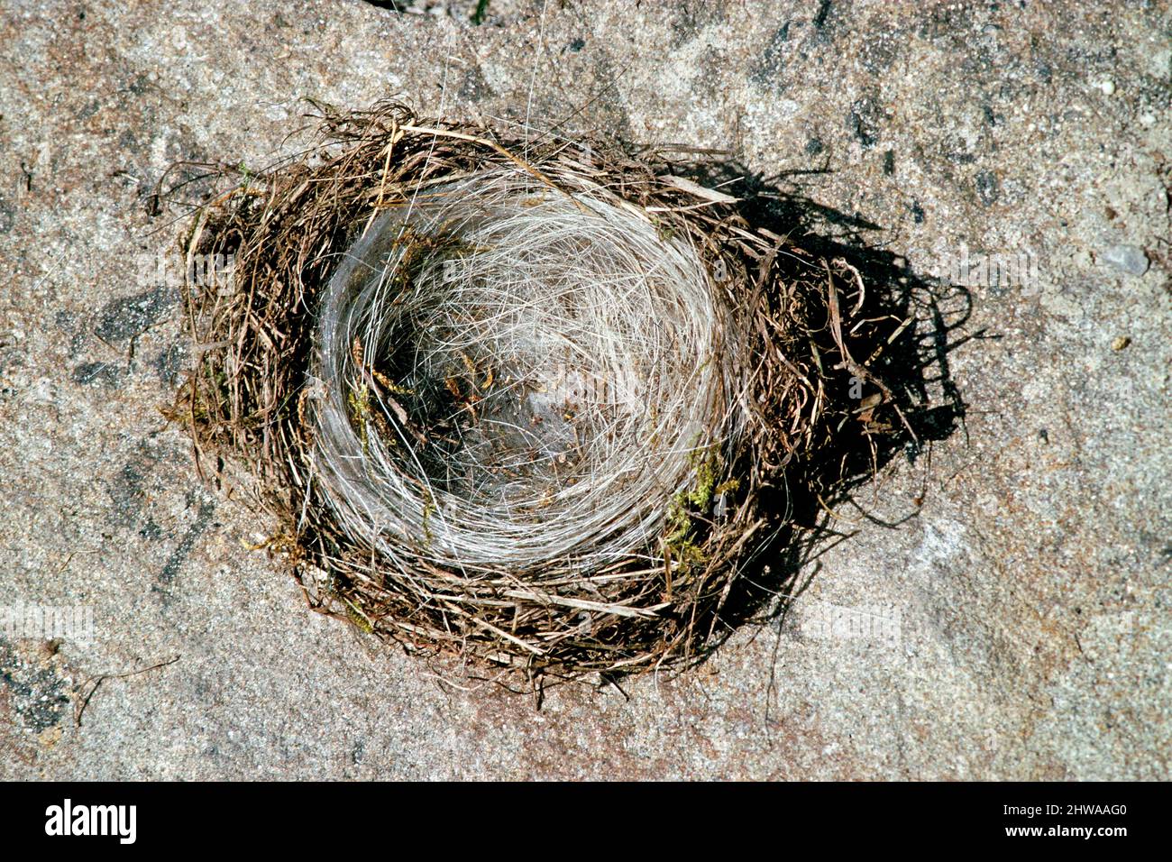 grey wagtail (Motacilla cinerea), nest buildt with hairs from grazing animals, Germany Stock Photo