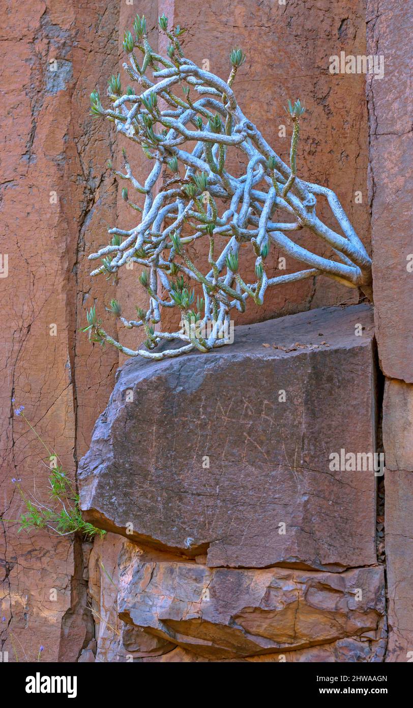 spurges (Euphorbia spec.), growing in a rock crevice, Canary Islands, La Gomera Stock Photo
