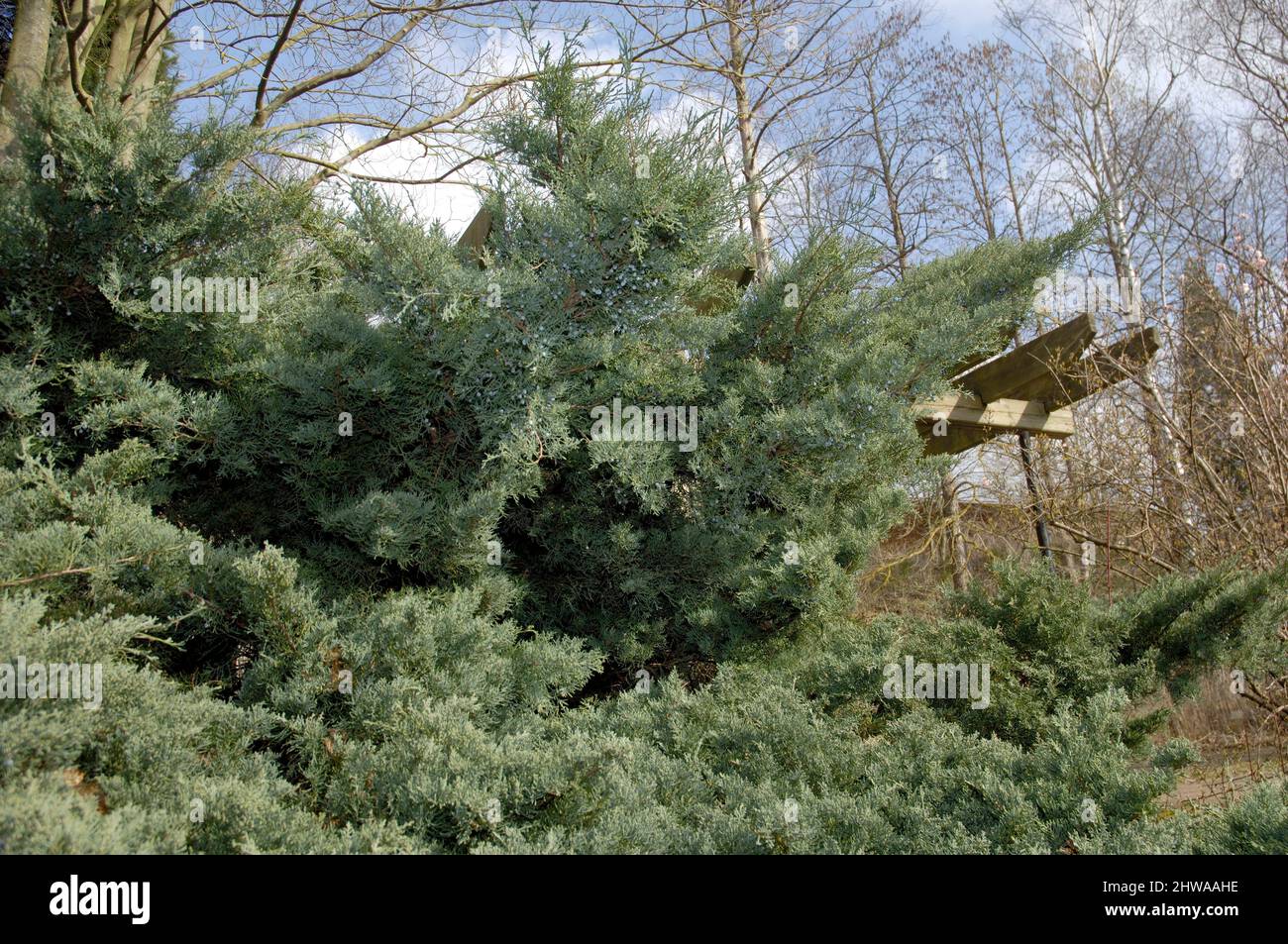 American juniper, eastern red cedar (Juniperus virginiana 'Grey Owl', Juniperus virginiana Grey Owl), cultivar Grey Owl Stock Photo