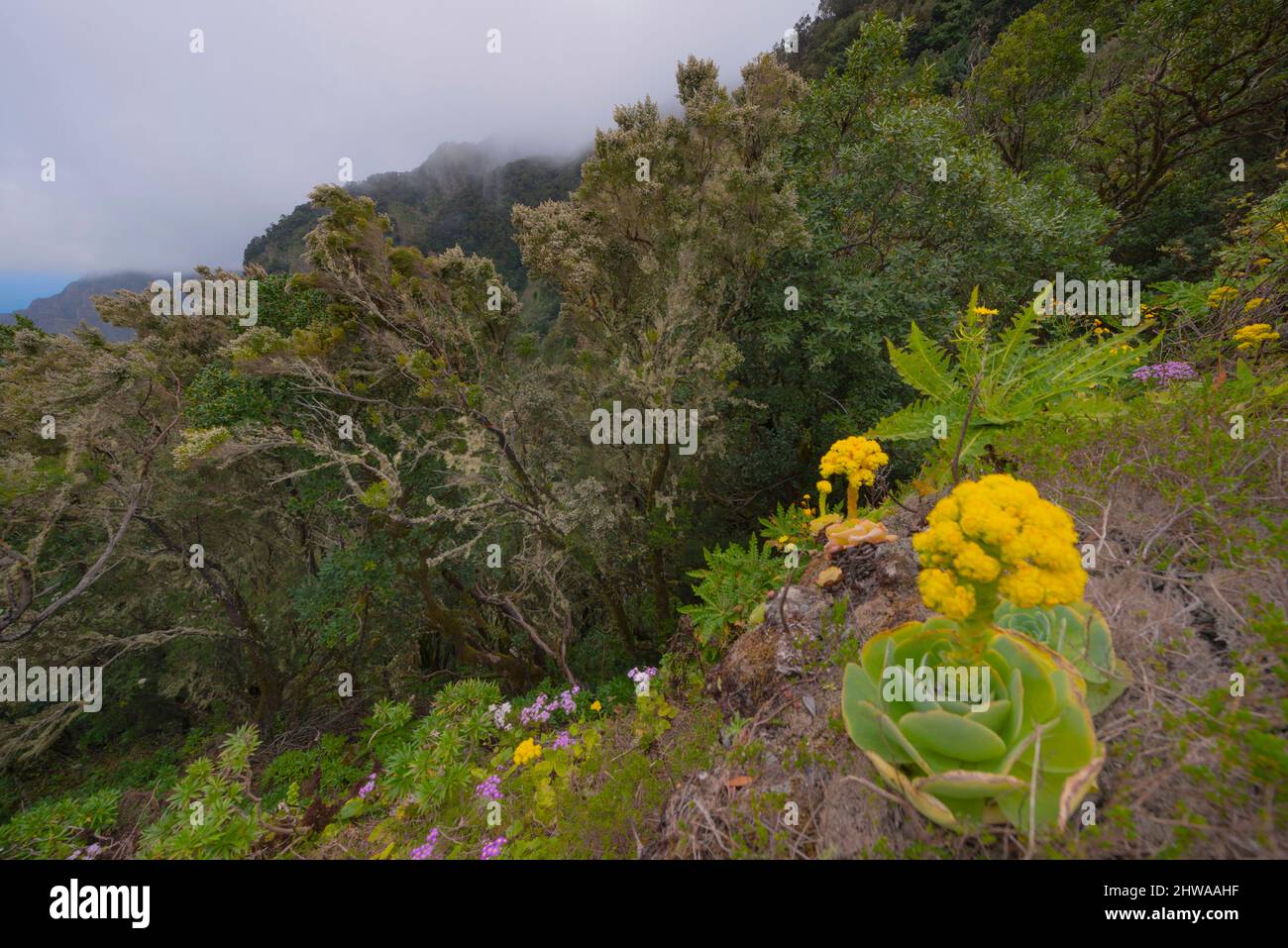 sow thistles (Sonchus) and Pericallis, Canary Islands, La Gomera, Garajonay National Park Stock Photo