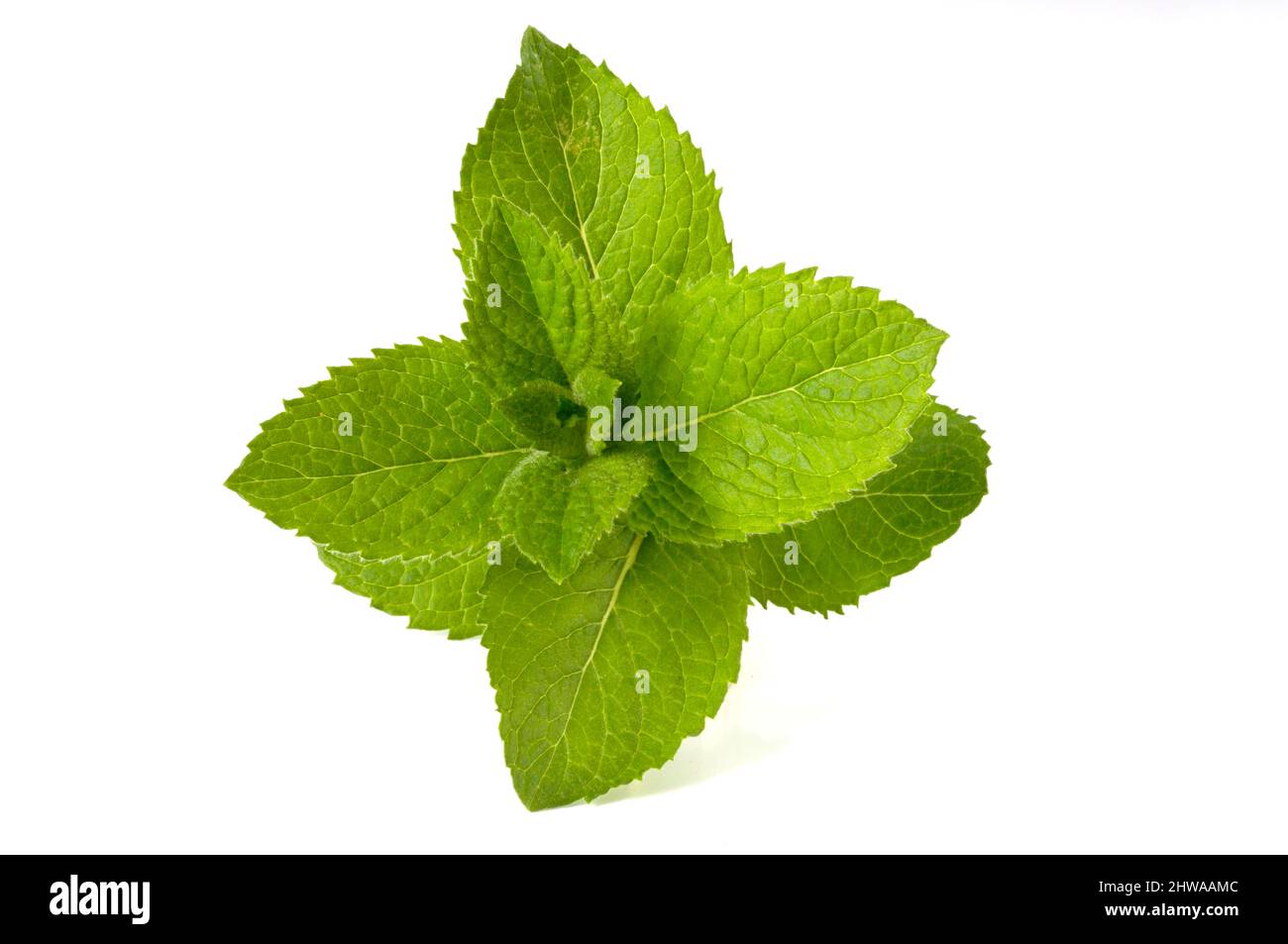 apple mint, pineapple mint, woolly mint, round-leafed mint (Mentha suaveolens, Mentha x rotundifolia), cultivar Bowles Stock Photo
