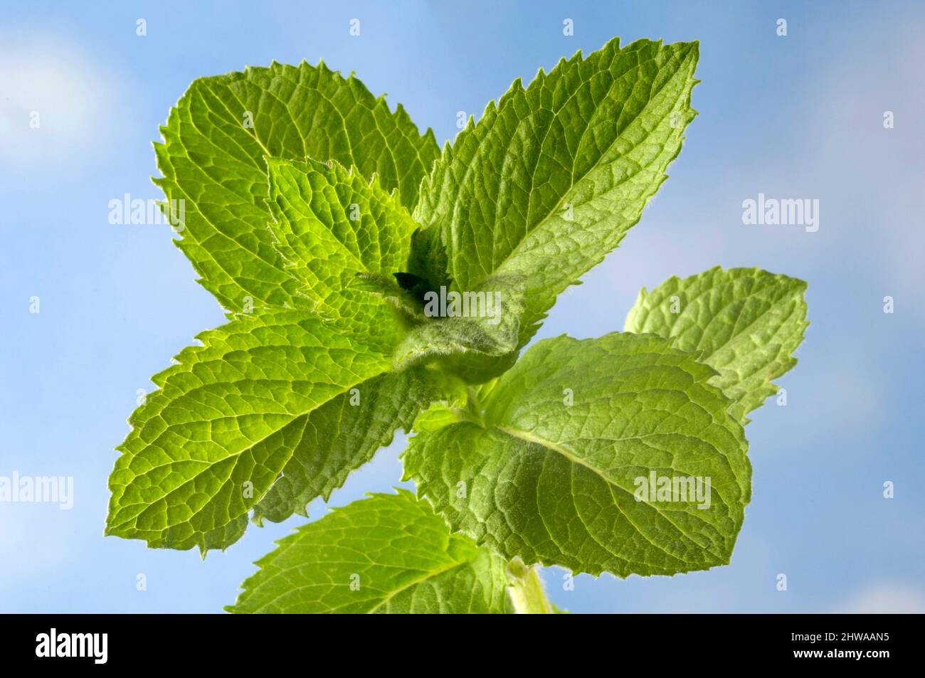 apple mint, pineapple mint, woolly mint, round-leafed mint (Mentha suaveolens, Mentha x rotundifolia), cultivar Bowles against blue sky Stock Photo