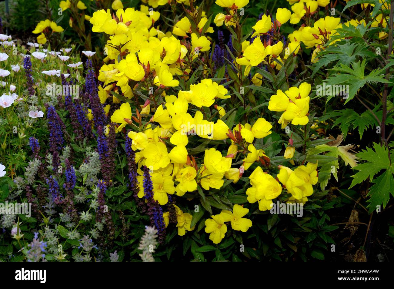 Sundrops, Narrow-leaved sundrops, Golden sundrops, Narrowleaf evening-primrose, Shrubby sundrop (Oenothera fruticosa, Oenothera tetragona), blooming Stock Photo