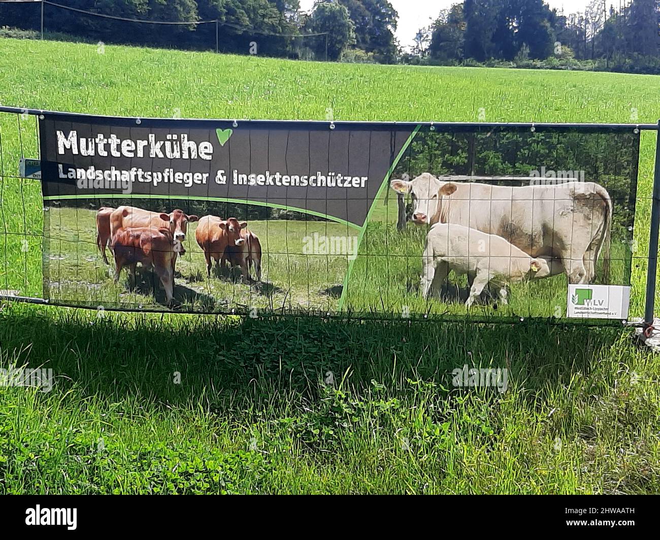 Banner at a pasture, importance of suckler cow husbandry for landscape management and insect protection, Germany Stock Photo