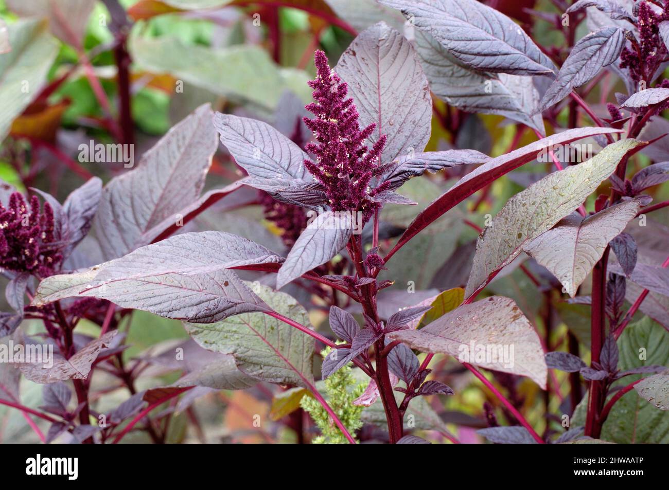 Prince-of-Wales feather, prince's-feather (Amaranthus hypochondriacus), blooming Stock Photo