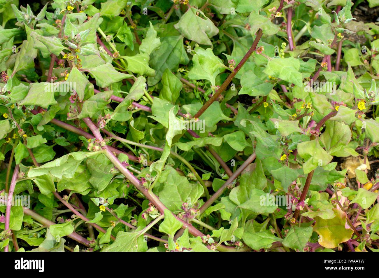New Zealand spinach (Tetragonia tetragonioides, Tetragonia expansa), blooming Stock Photo