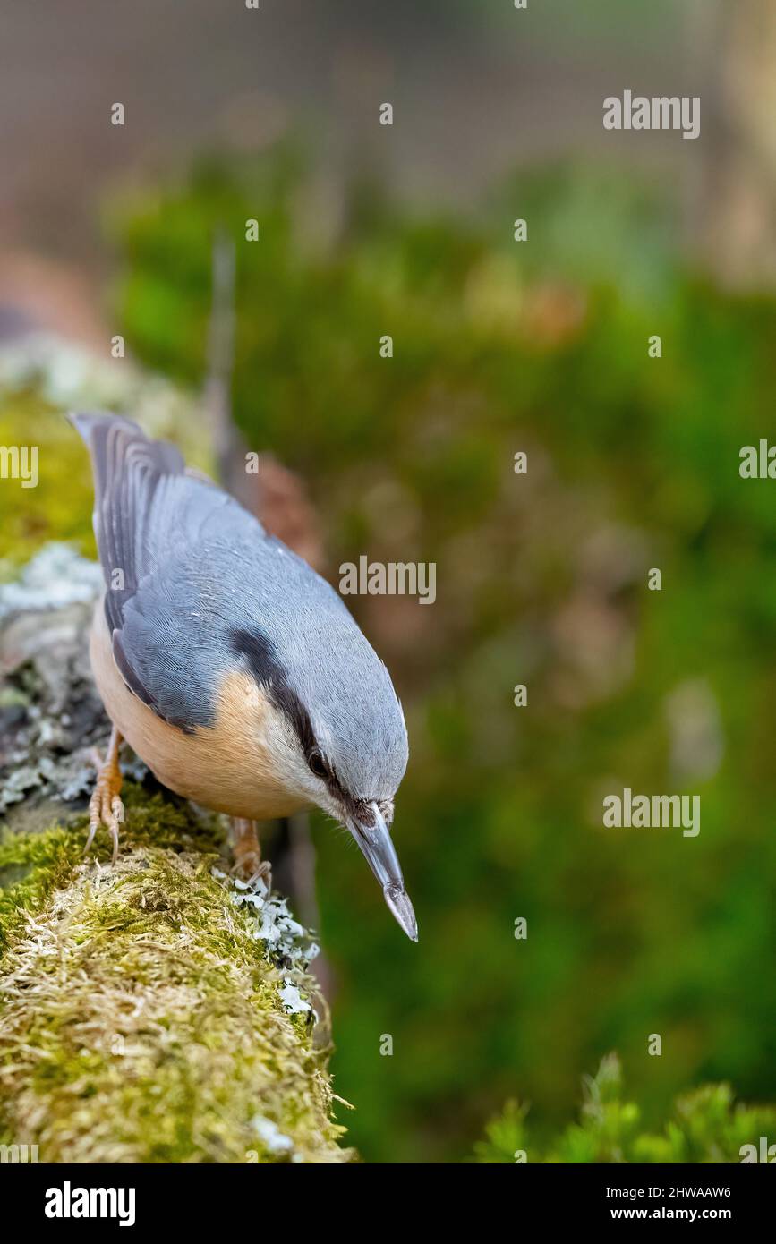 Eurasian nuthatch (Sitta europaea), with a seed in its bill, Germany Stock Photo