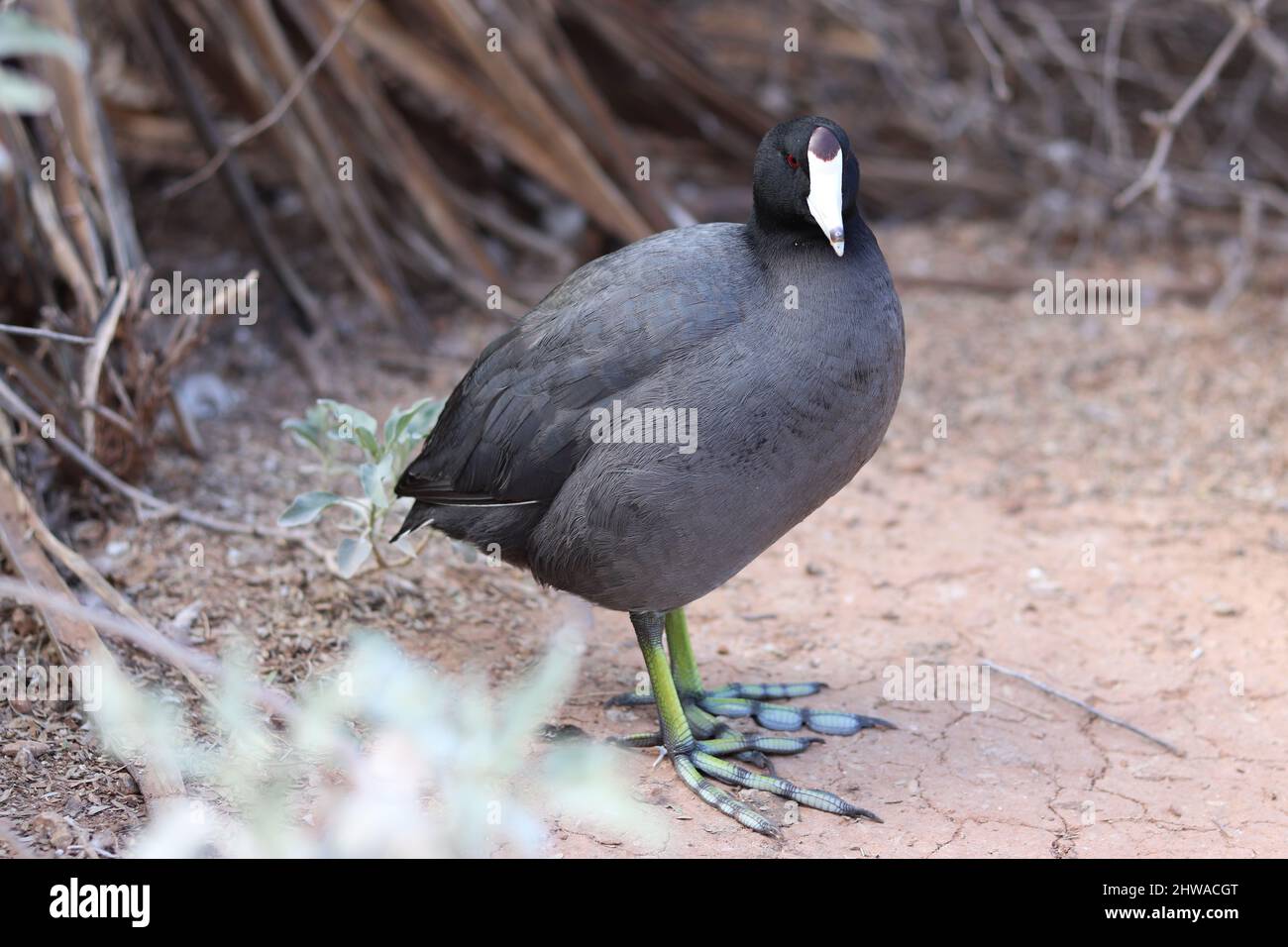 American Coot, Mud hen, or Fulica americana standing on shoreline at the Riparian at Water ranch in Arizona. Stock Photo