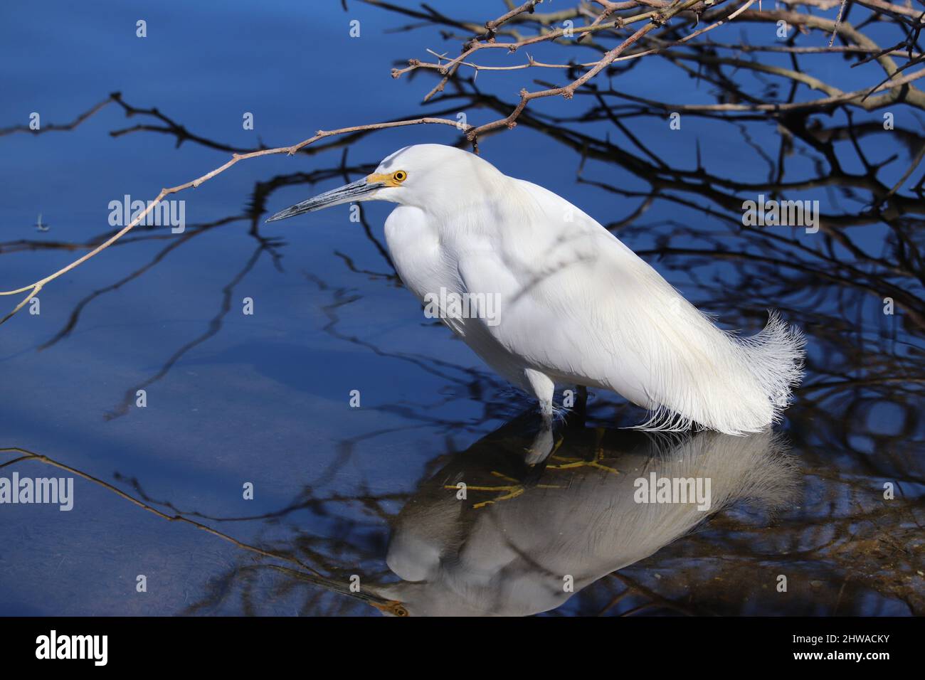 Snowy Egret or Egretta thula hunting for fish in a shallow pond at the Riparian at water ranch in Arizona. Stock Photo