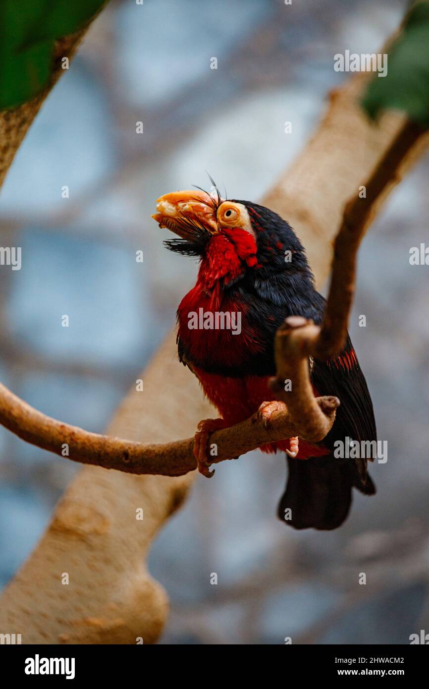 A red and blue parrot on a branch Stock Photo