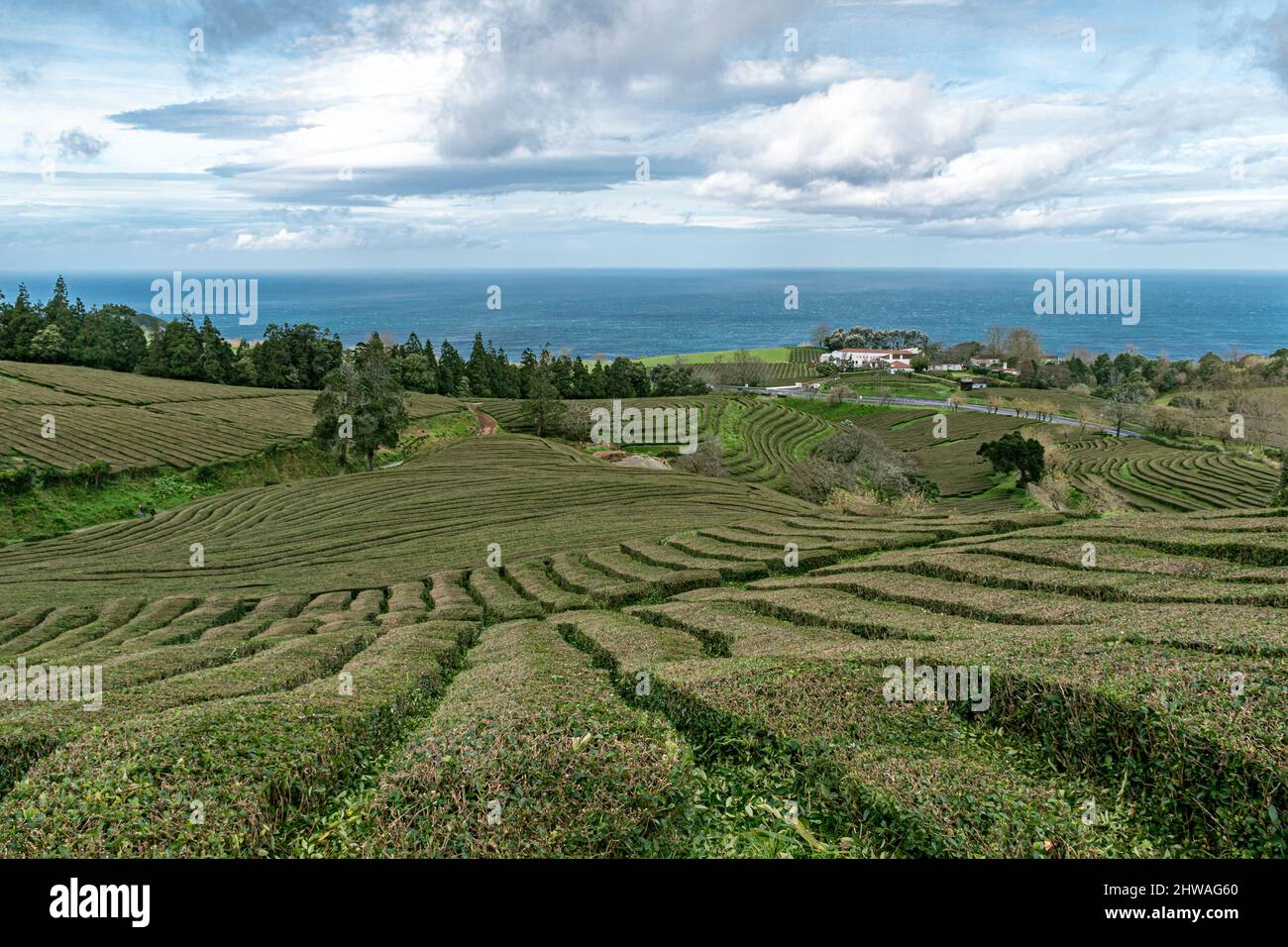 Tea plantation in Sao Miguel island (Azores, Portugal) Stock Photo
