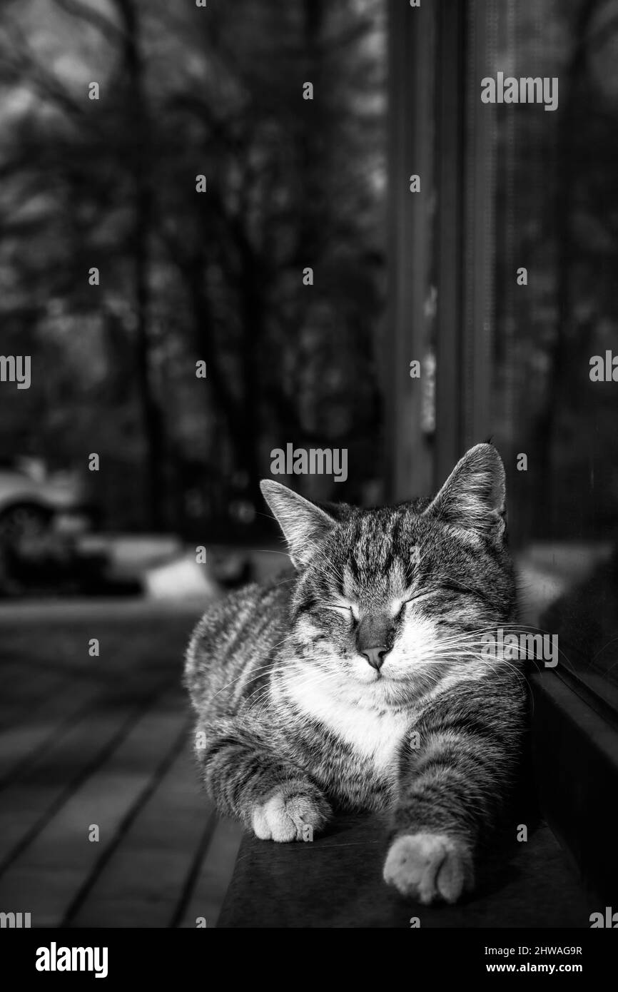 Grayscale of a tabby kitten lying on the wooden bench Stock Photo - Alamy