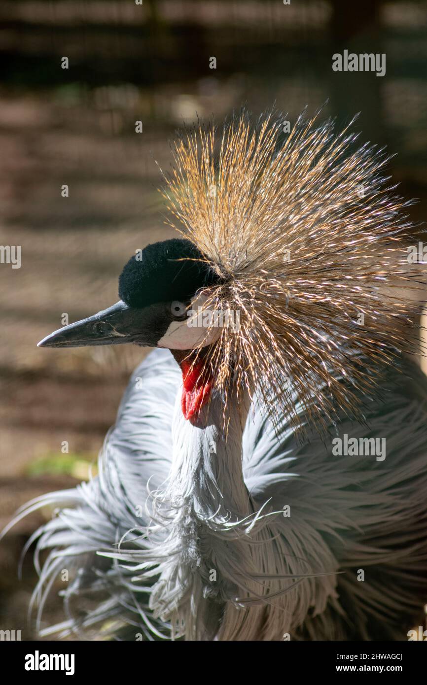 The grey crowned crane (Balearica regulorum), also known as the African crowned crane, golden crested crane, golden-crowned crane, East African crane, Stock Photo