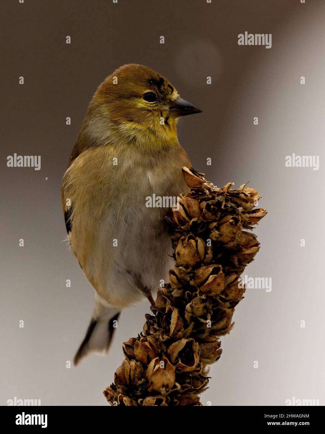 American Goldfinch close-up profile view, perched on foliage with a blur background in its environment and habitat surrounding. Stock Photo