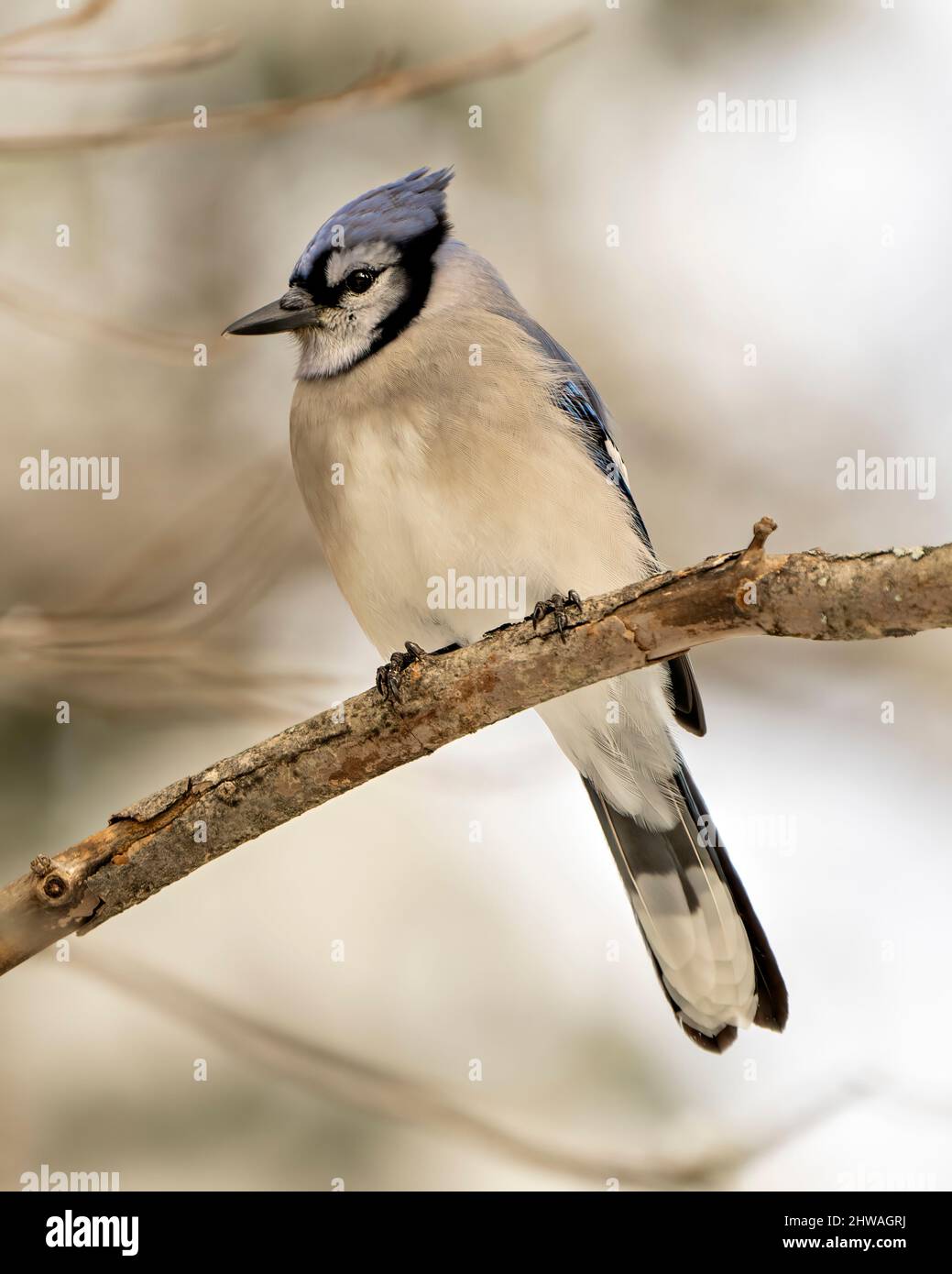 Blue jays bird hi-res stock photography and images - Alamy