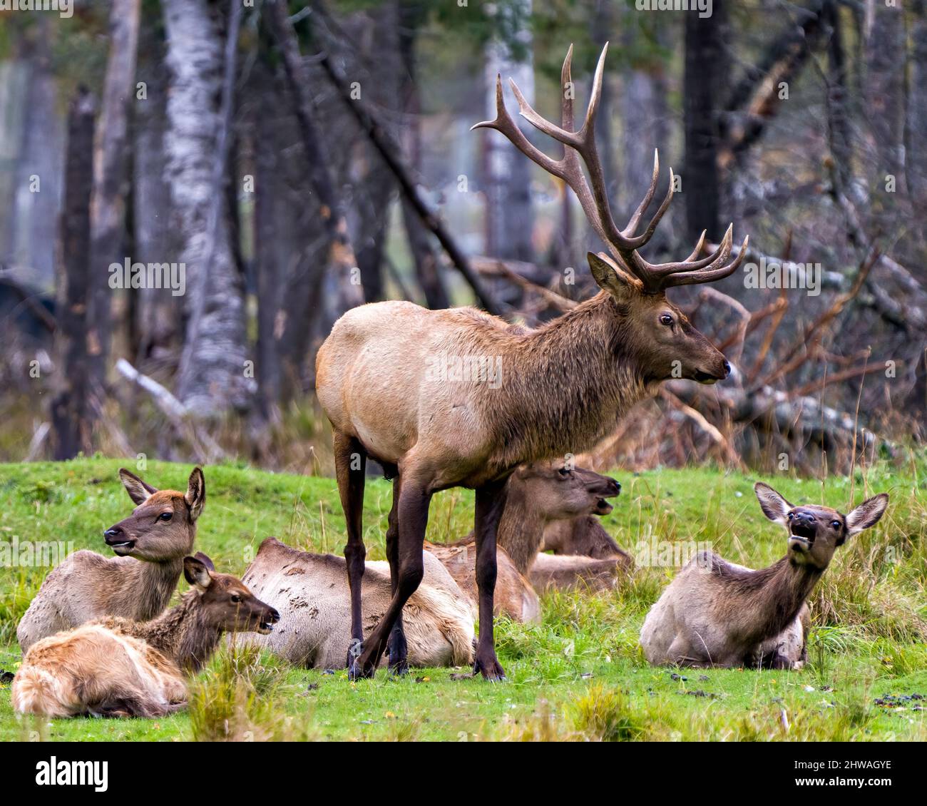 Elk male protecting its herd female cows in their environment and