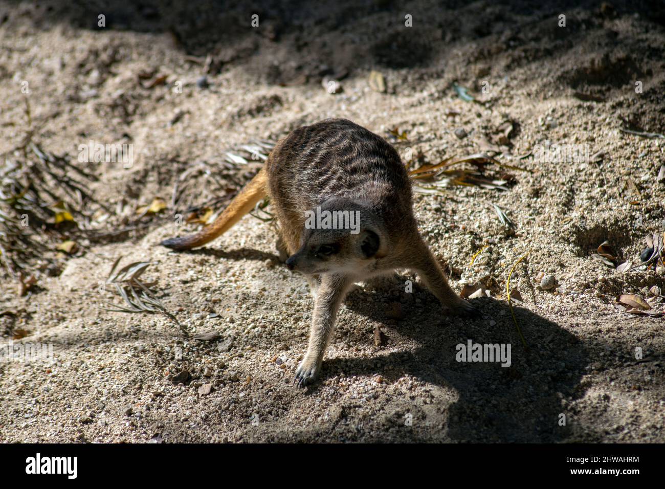 The meerkat (Suricata suricatta) or suricate, small mongoose found in southern Africa with a broad head, large eyes, a pointed nose. Stock Photo