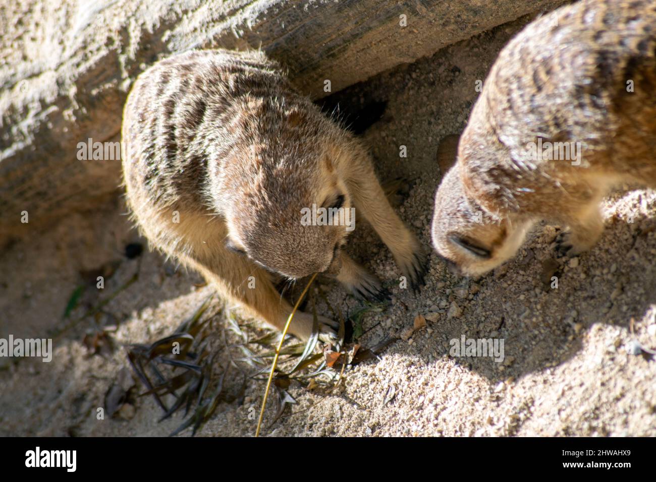 The meerkat (Suricata suricatta) or suricate, small mongoose found in southern Africa with a broad head, large eyes, a pointed nose. Stock Photo