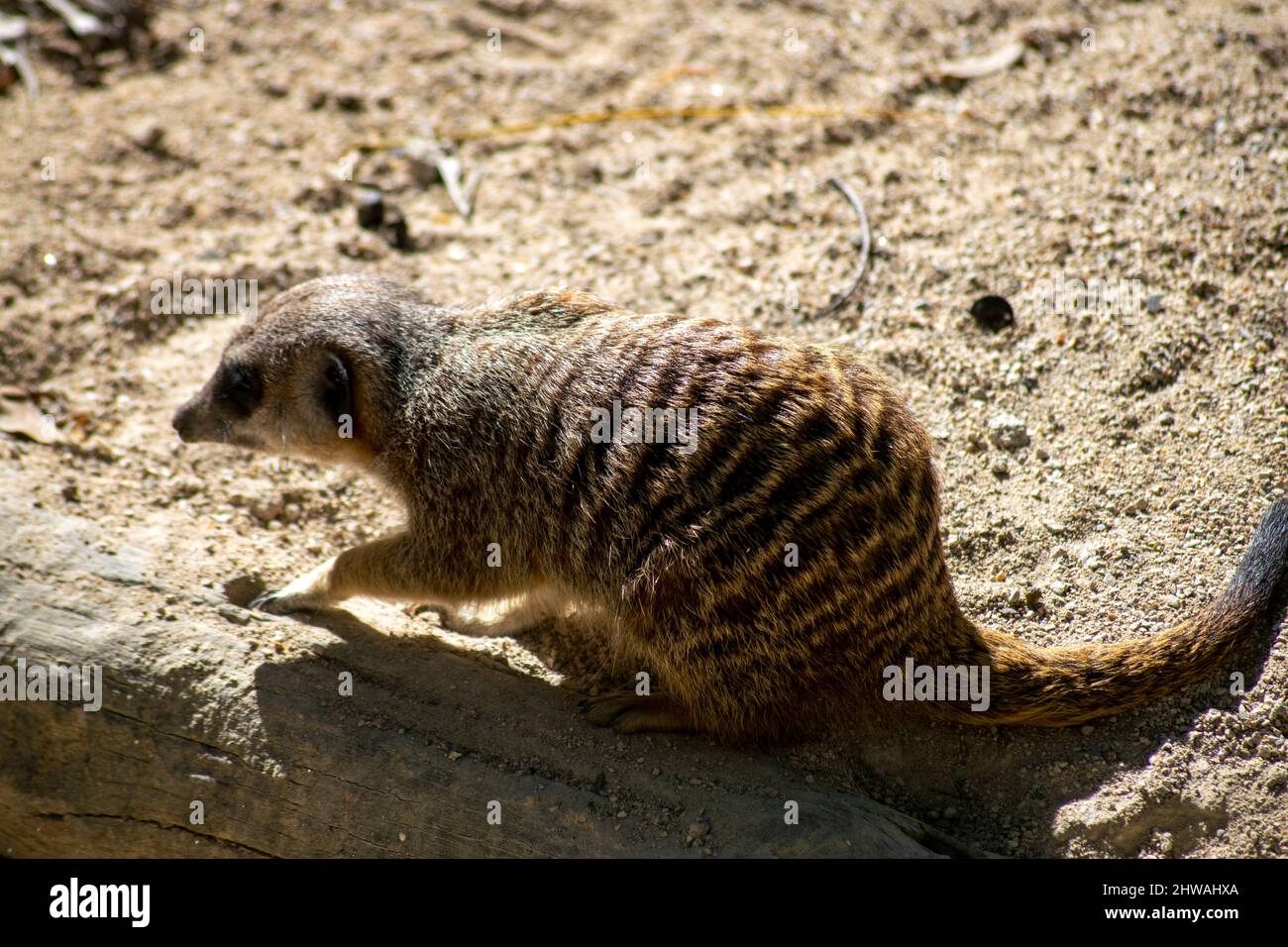 The meerkat (Suricata suricatta) or suricate, small mongoose found in southern Africa with a broad head, large eyes, a pointed nose. Stock Photo