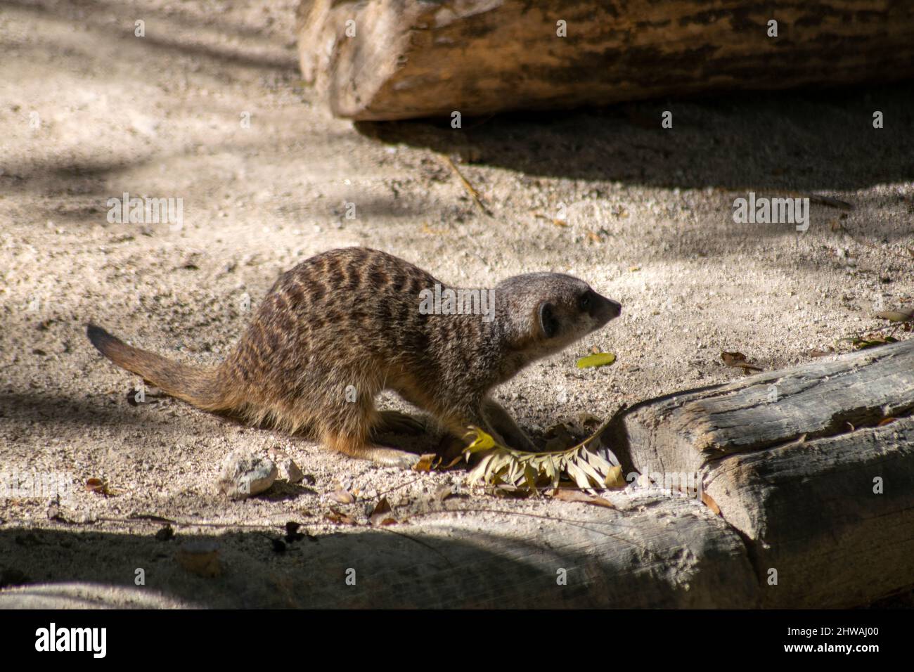 The meerkat (Suricata suricatta) or suricate, small mongoose found in southern Africa with a broad head, large eyes, a pointed nose. Stock Photo