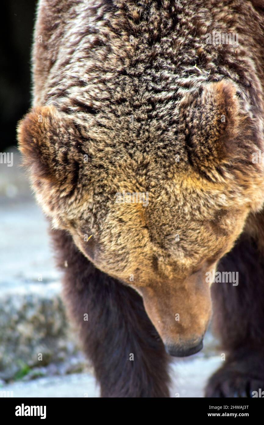 Lisbon zoo, portugal. The grizzly bear (Ursus arctos horribilis), also known as the North American brown bear or simply grizzly. Stock Photo