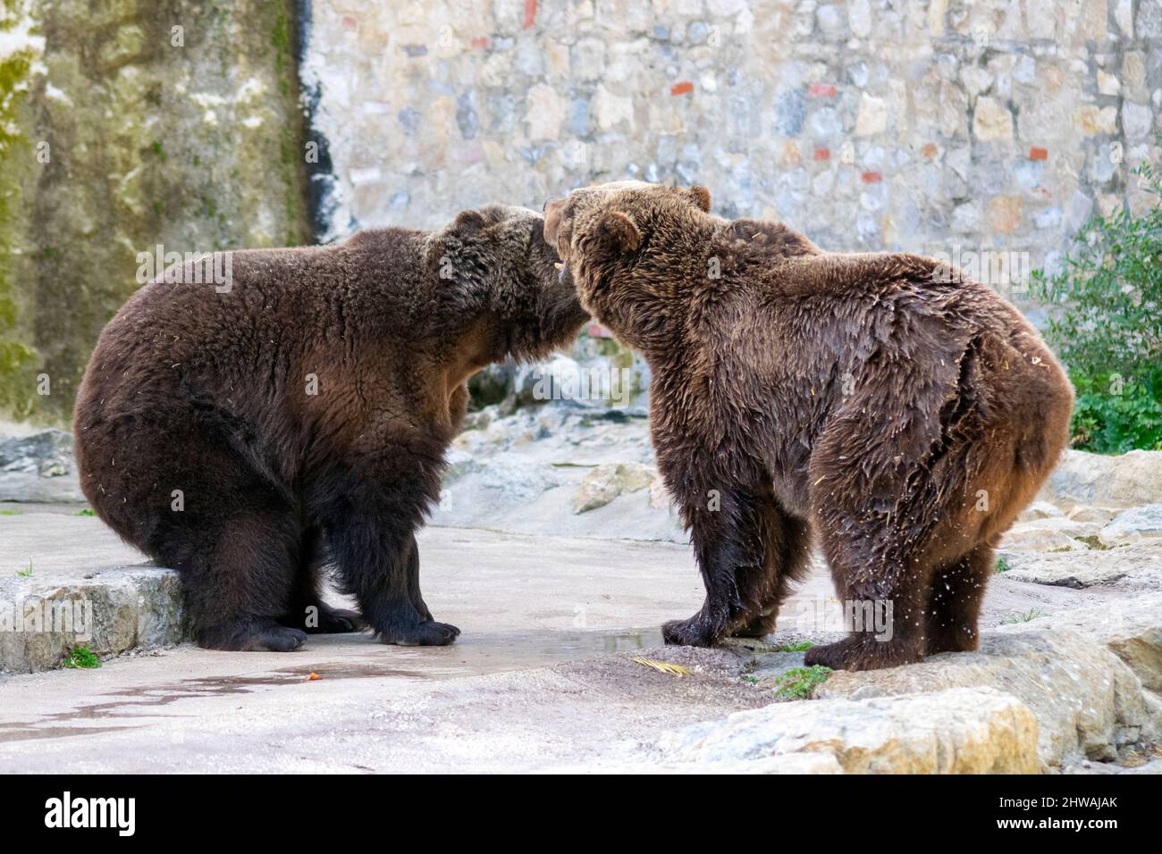Lisbon zoo, portugal. The grizzly bear (Ursus arctos horribilis), also known as the North American brown bear or simply grizzly. Two bears playing. Stock Photo