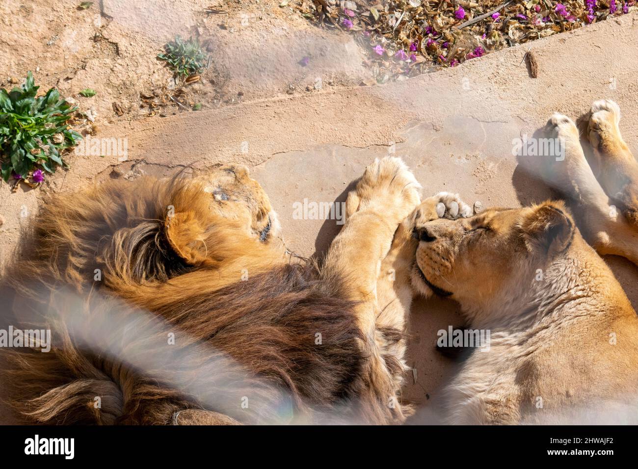 Lion couple resting at the sun. Lion couple in love. Lion hug. Stock Photo