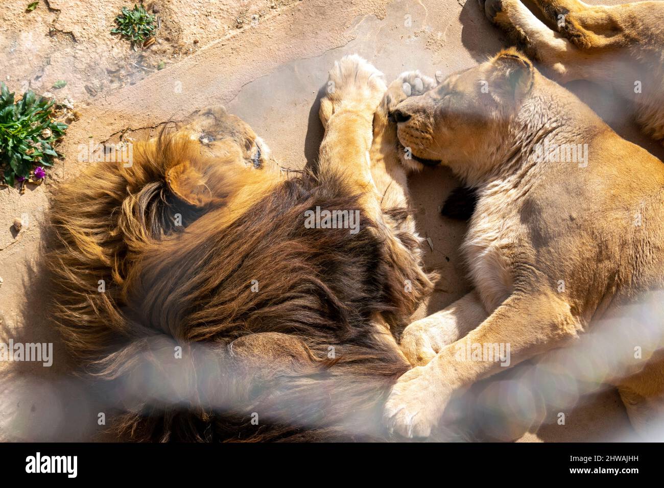 Lion couple resting at the sun. Lion couple in love. Lion hug. Animals valentine's day. Wild lovers. Stock Photo