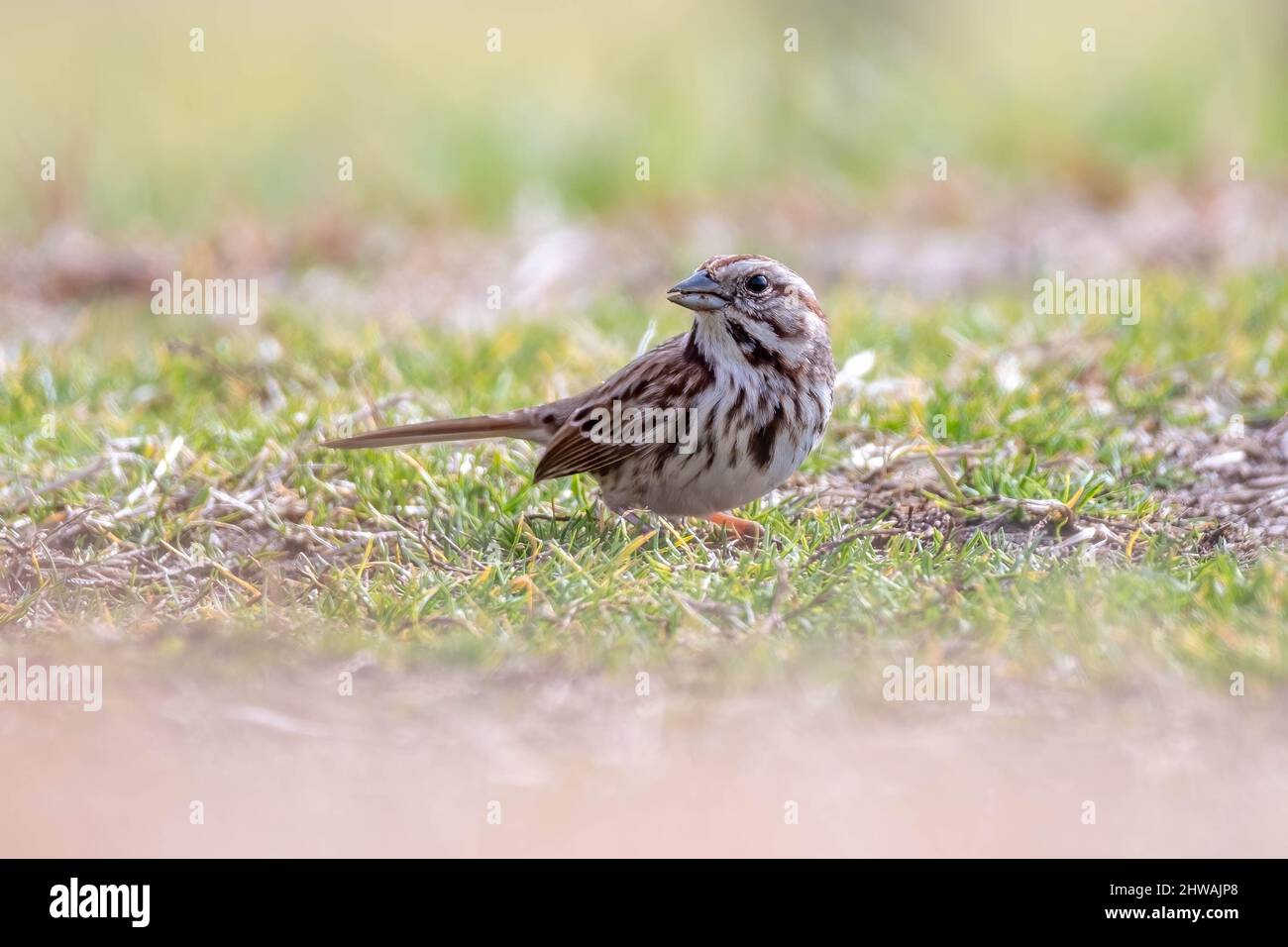 A Song Sparrow (Melospiza melodia) in the grass looking for food. Raleigh, North Carolina. Stock Photo