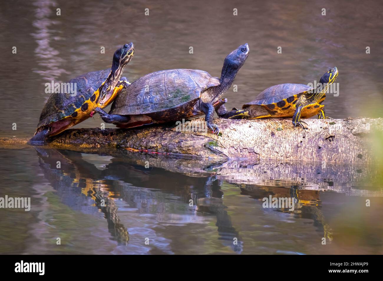 A trio of Eastern River Cooters  (Pseudemys concinna ssp. concinna) bask in the sun. Garner, North Carolina. Stock Photo