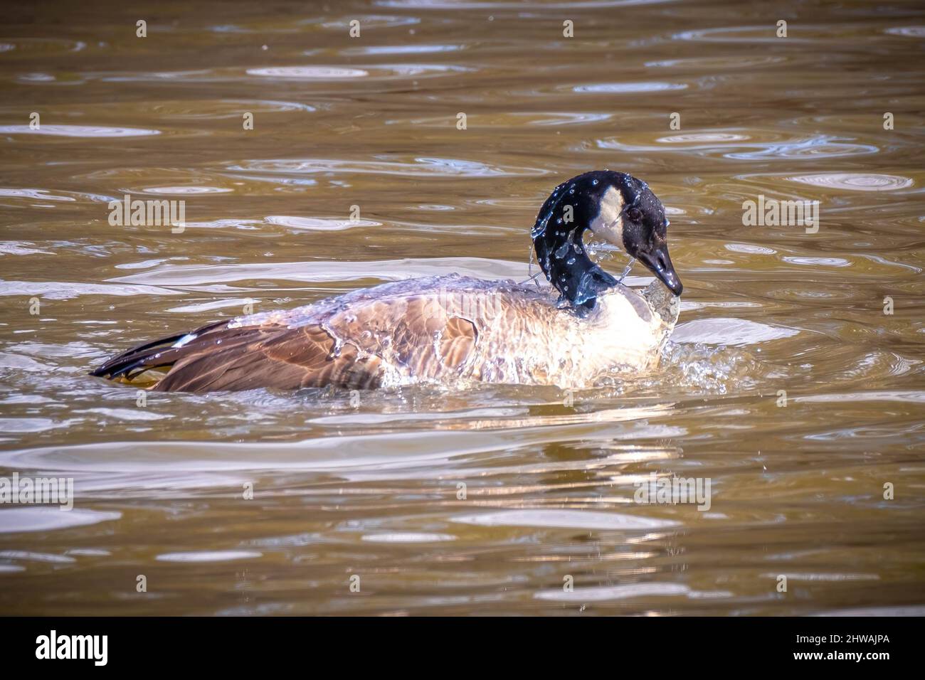 A Canada Goose (Branta canadensis) bathes in the pond. Raleigh North Carolina. Stock Photo