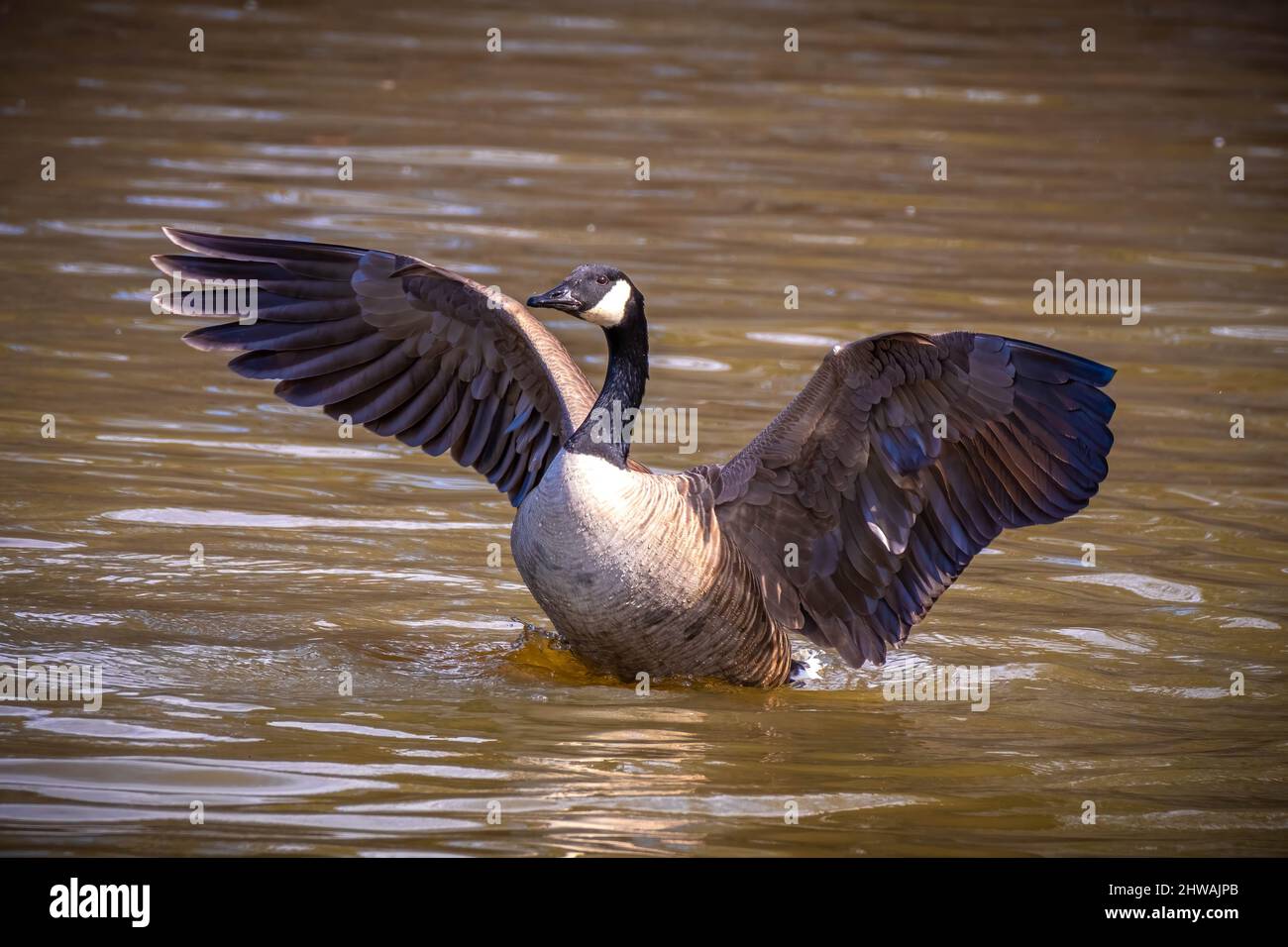 A Canada Goose (Branta canadensis) flaps its wings to shed excess water during bathtime. Raleigh North Carolina. Stock Photo