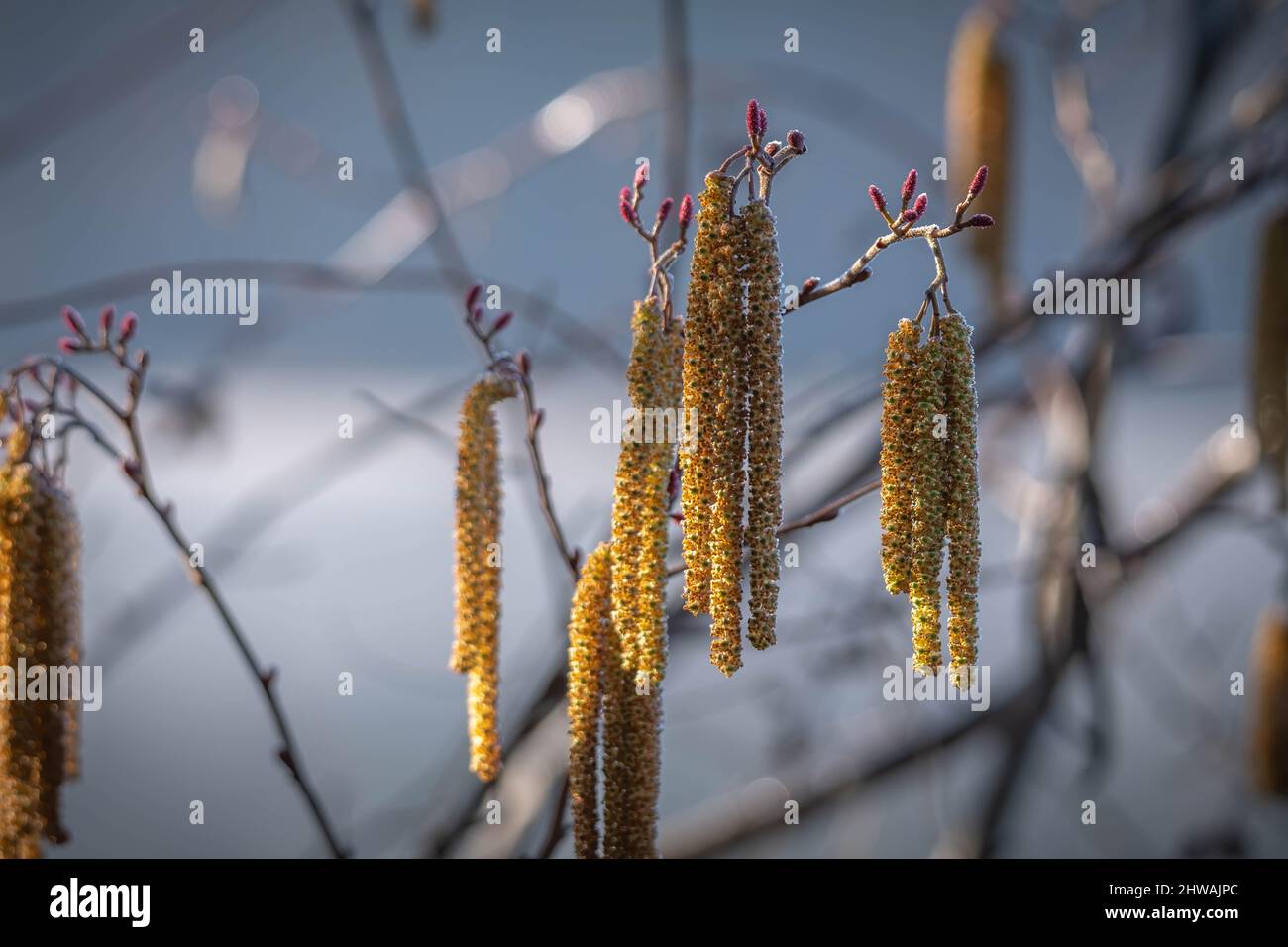 Colorful catkins of the Smooth Alder tree is a sign that Spring is around the corner. Garner, North Carolina. Stock Photo