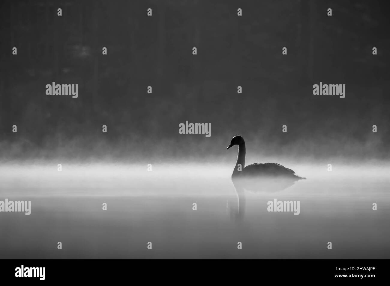 Silhouette of A Mute Swan (Cygnus olor) on a foggy morning peacefully gliding along the water in grayscale. Lake Benson Park, Raleigh, North Carolina. Stock Photo