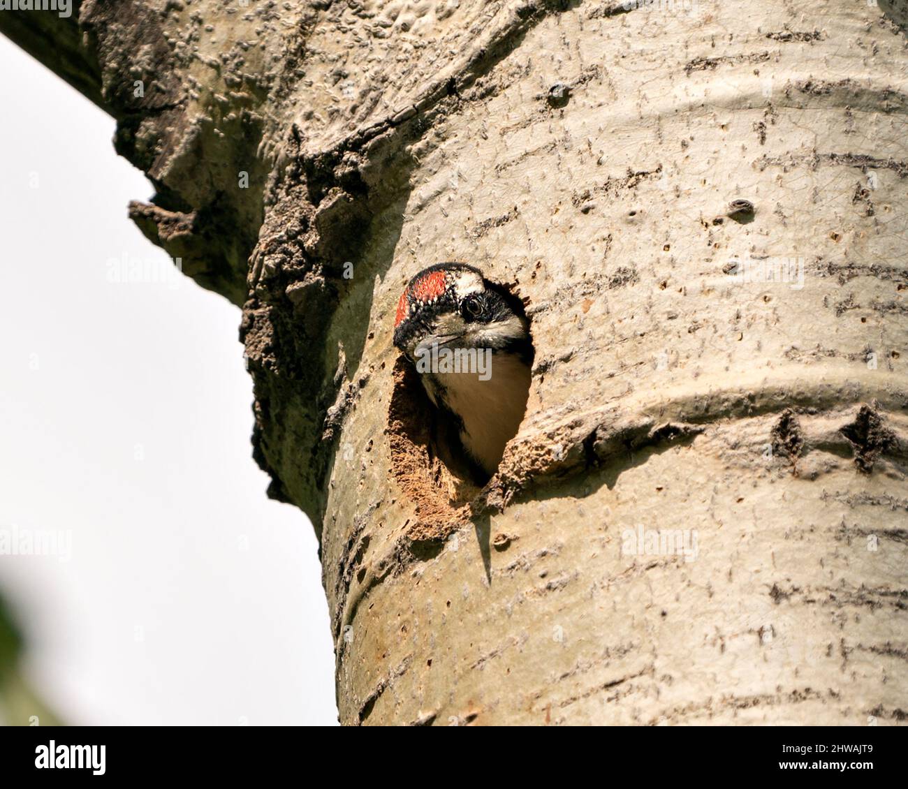 Woodpecker Baby bird head out of its nest hole home the nest waiting