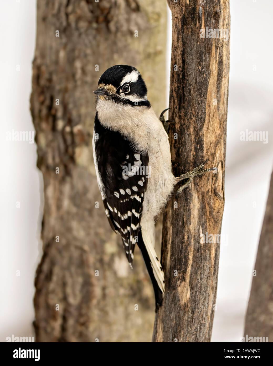 Woodpecker female Downy bird perched on a branch with a blur background in its environment and habitat surrounding, displaying white and black feather Stock Photo