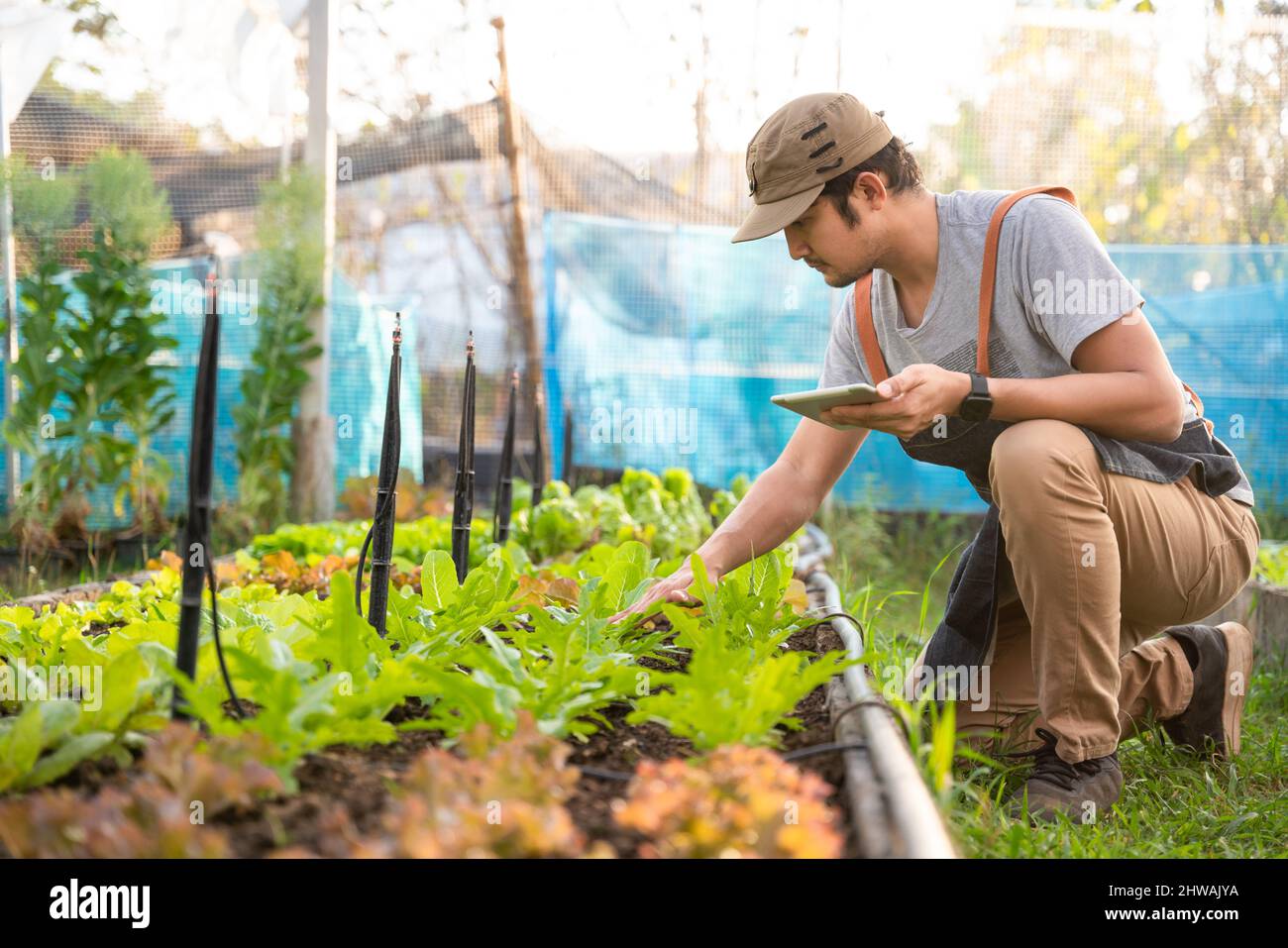 A farmer picking organic vegetables in organic greenhouse. Stock Photo