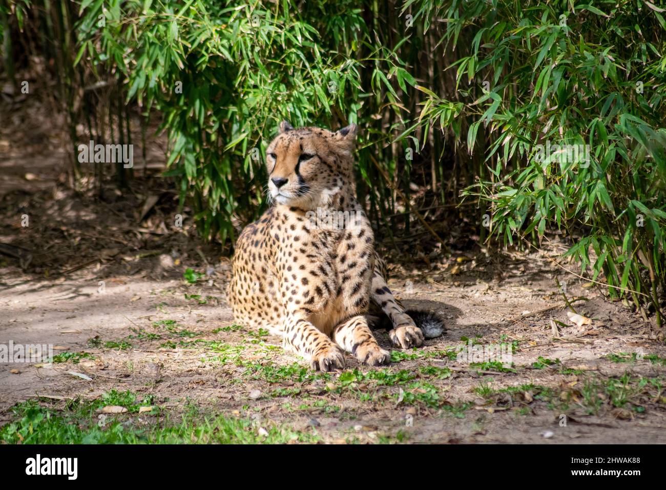The cheetah portrait, resting, (Acinonyx jubatus) is a large cat native to Africa and central Iran. It is the fastest land animal.Threatened species. Stock Photo