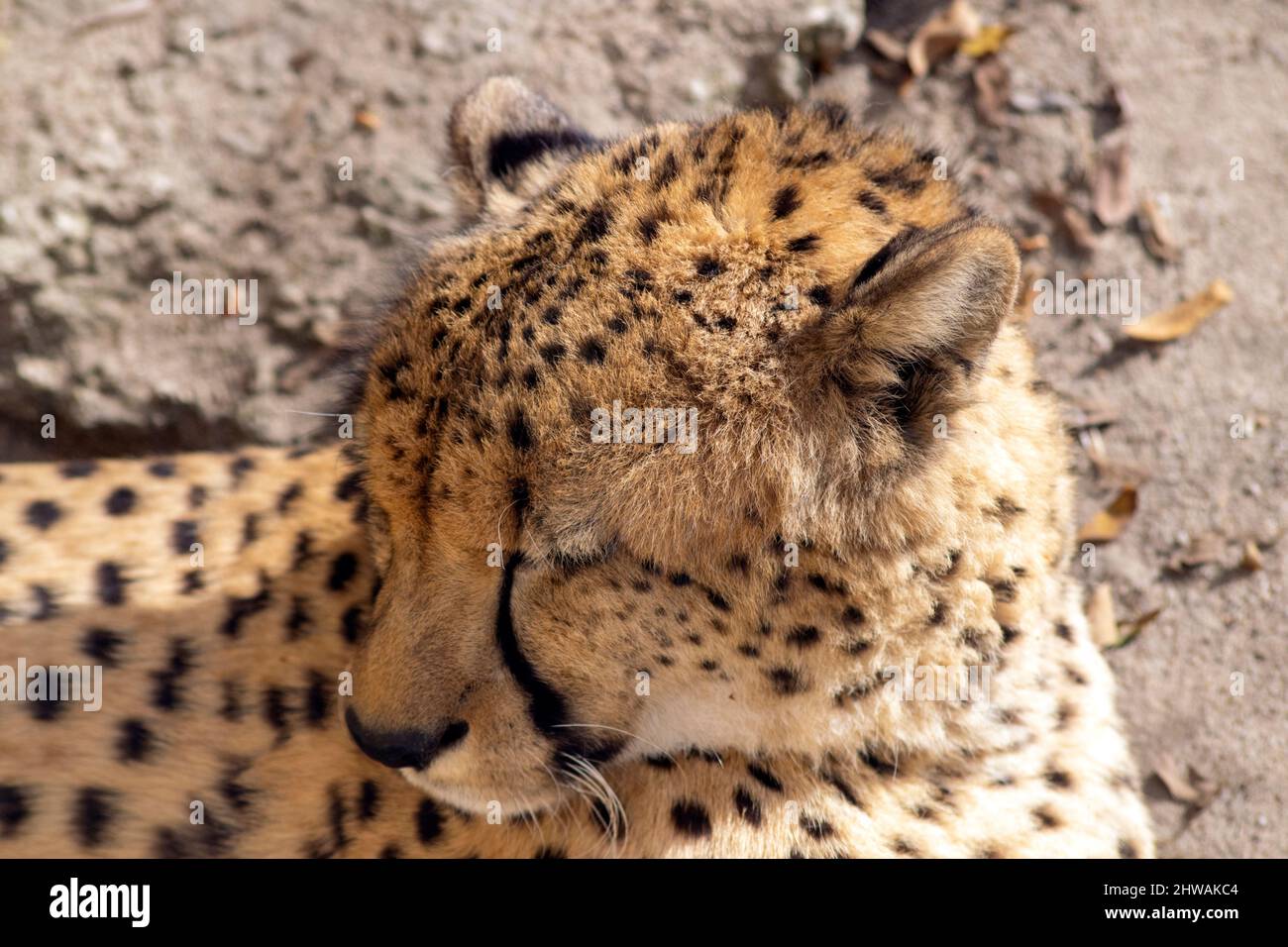 The cheetah portrait, resting, (Acinonyx jubatus) is a large cat native to Africa and central Iran. It is the fastest land animal.Threatened species. Stock Photo