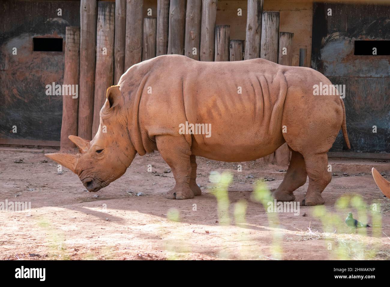 White Rhinoceros (Ceratotherium simum), is the largest extant species of rhinoceros. Is the most social of all rhino species. Second biggest animal Stock Photo