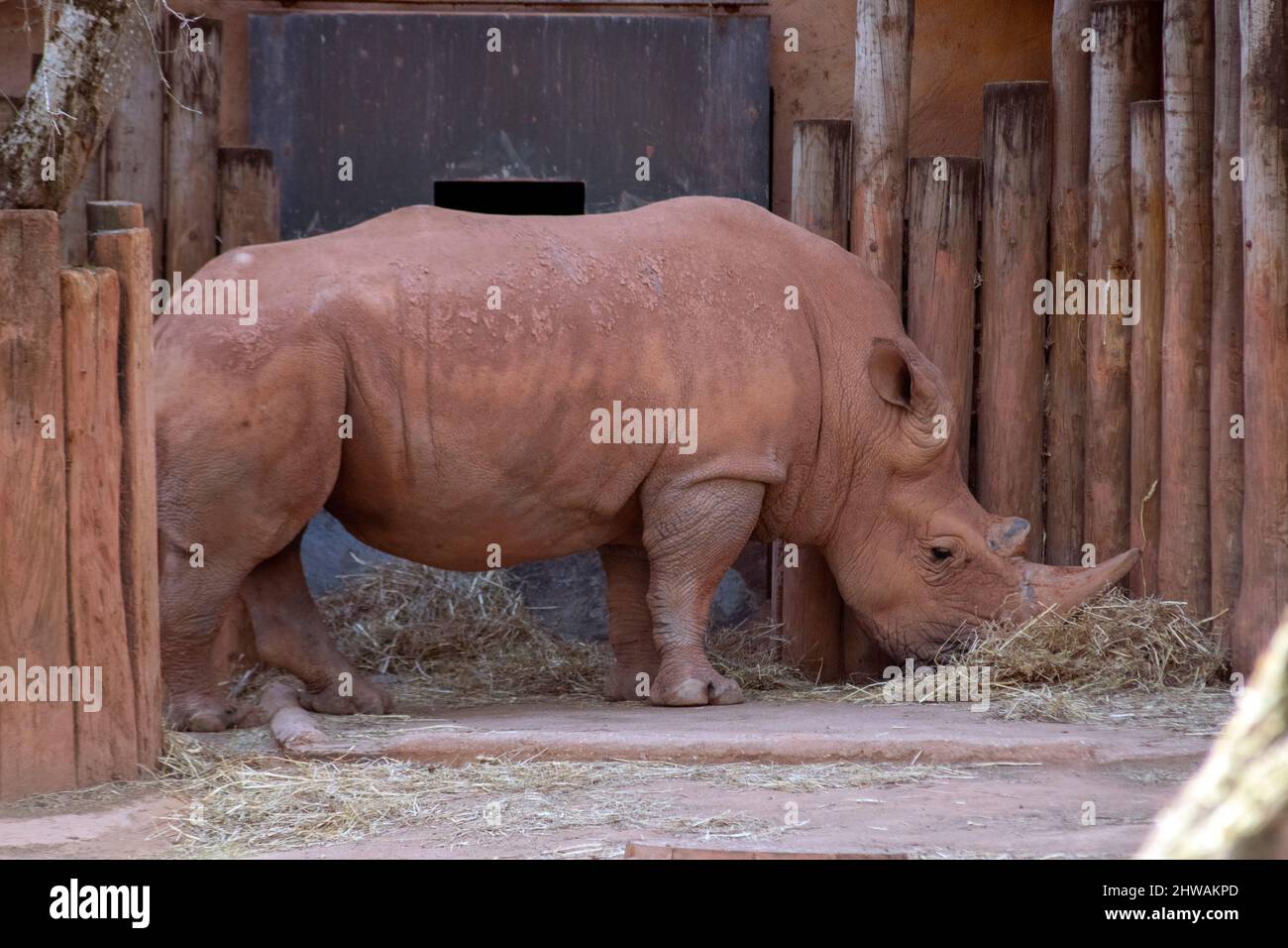 White Rhinoceros (Ceratotherium simum), is the largest extant species of rhinoceros. Is the most social of all rhino species. Second biggest animal Stock Photo