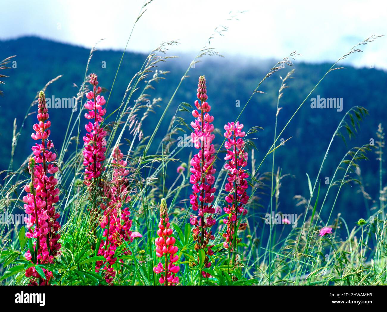 Wild Flowers ( lupin ) lupine  ( Lupinus polyphullus ), Alps, South Tyrol, Italy Stock Photo