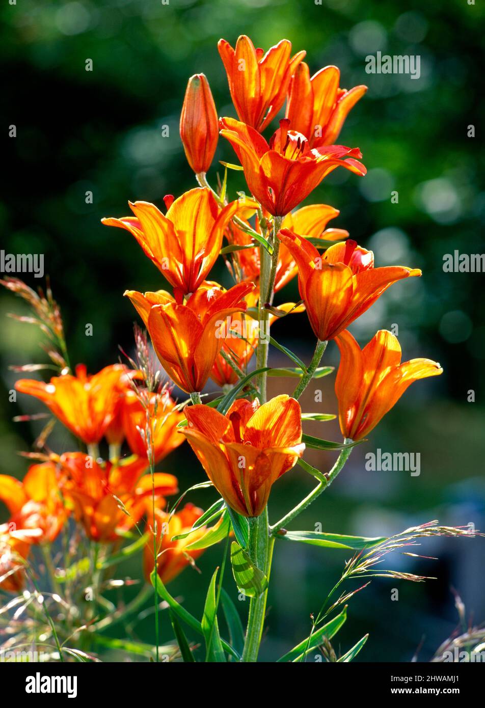 Fire Lilies, Lily, Cyrtanthus ventricosus Stock Photo