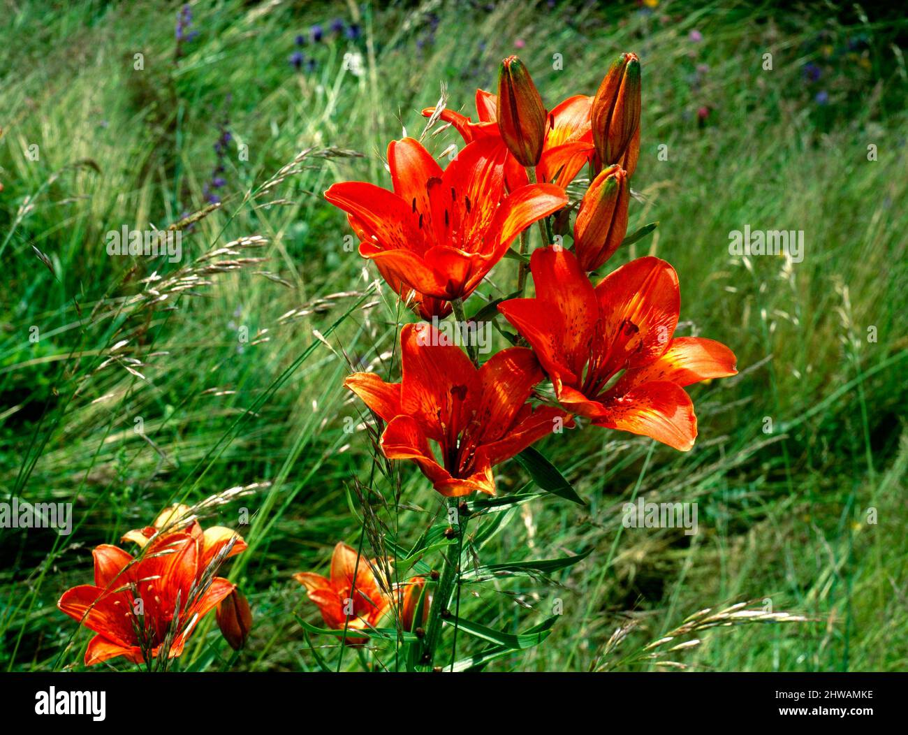 Fire Lilies, Lily, Cyrtanthus ventricosus Stock Photo