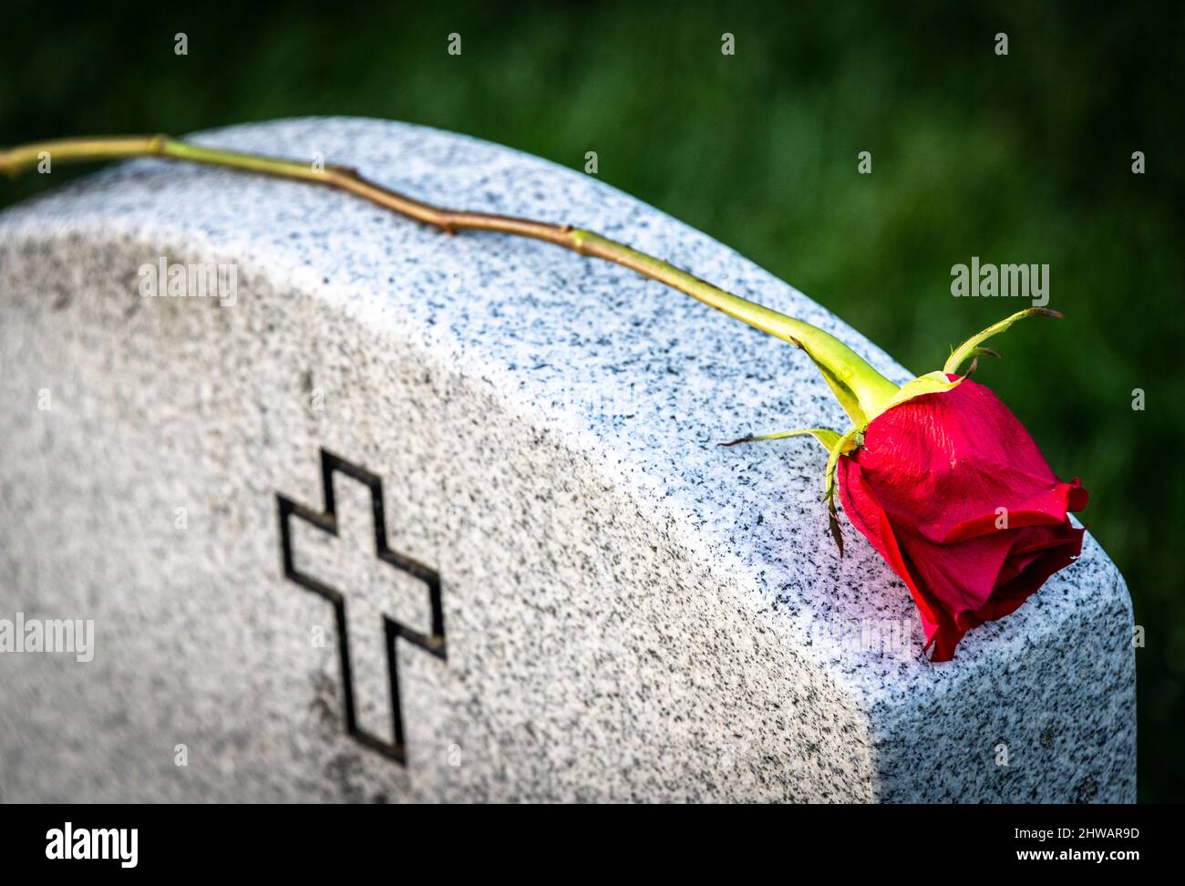 red rose placed on top of a Christian tombstone Stock Photo Alamy